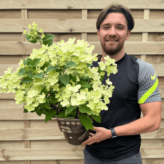 Enchanting Ophelia Hydrangea - Vibrant Color - Changing Blooms in 3L Pot - plants - express.com