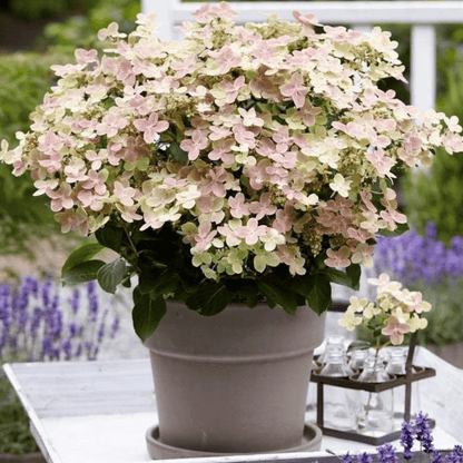 Enchanting Ophelia Hydrangea - Vibrant Color - Changing Blooms in 3L Pot - plants - express.com