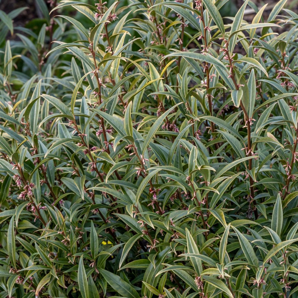 Enchanting Sarcococca 'Purple Stem' Evergreen Shrub - 2L Garden Delight! - plants - express.com