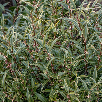 Enchanting Sarcococca 'Purple Stem' Evergreen Shrub - 2L Garden Delight! - plants - express.com
