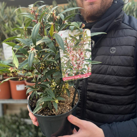 Enchanting Sarcococca 'Purple Stem' Evergreen Shrub - 2L Garden Delight! - plants - express.com