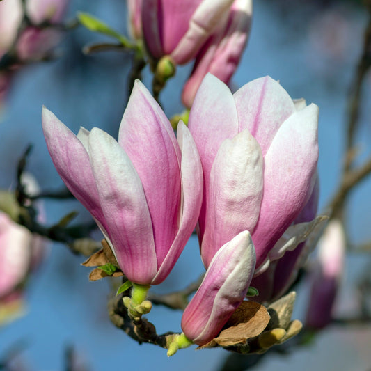 Enchanting Saucer Magnolia: Lush Blooms & Fragrant Beauty in Your Garden - plants - express.com