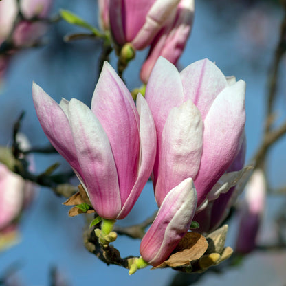 Enchanting Saucer Magnolia: Lush Blooms & Fragrant Beauty in Your Garden - plants - express.com