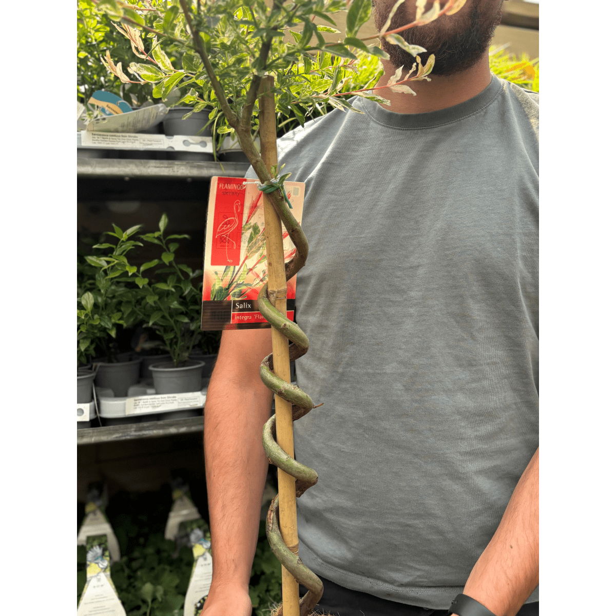 Enchanting Spiral Flamingo Dwarf Willow Tree - Colorful Garden Statement! - plants - express.com