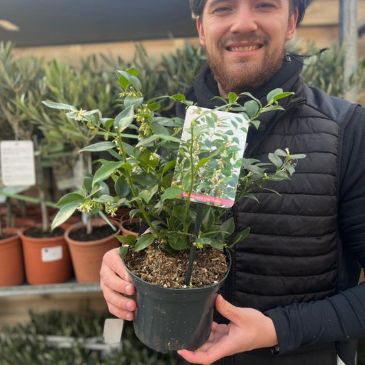 Enchanting Sweet Box Shrub – Sarcococca ruscifolia for Fragrant Gardens - plants - express.com