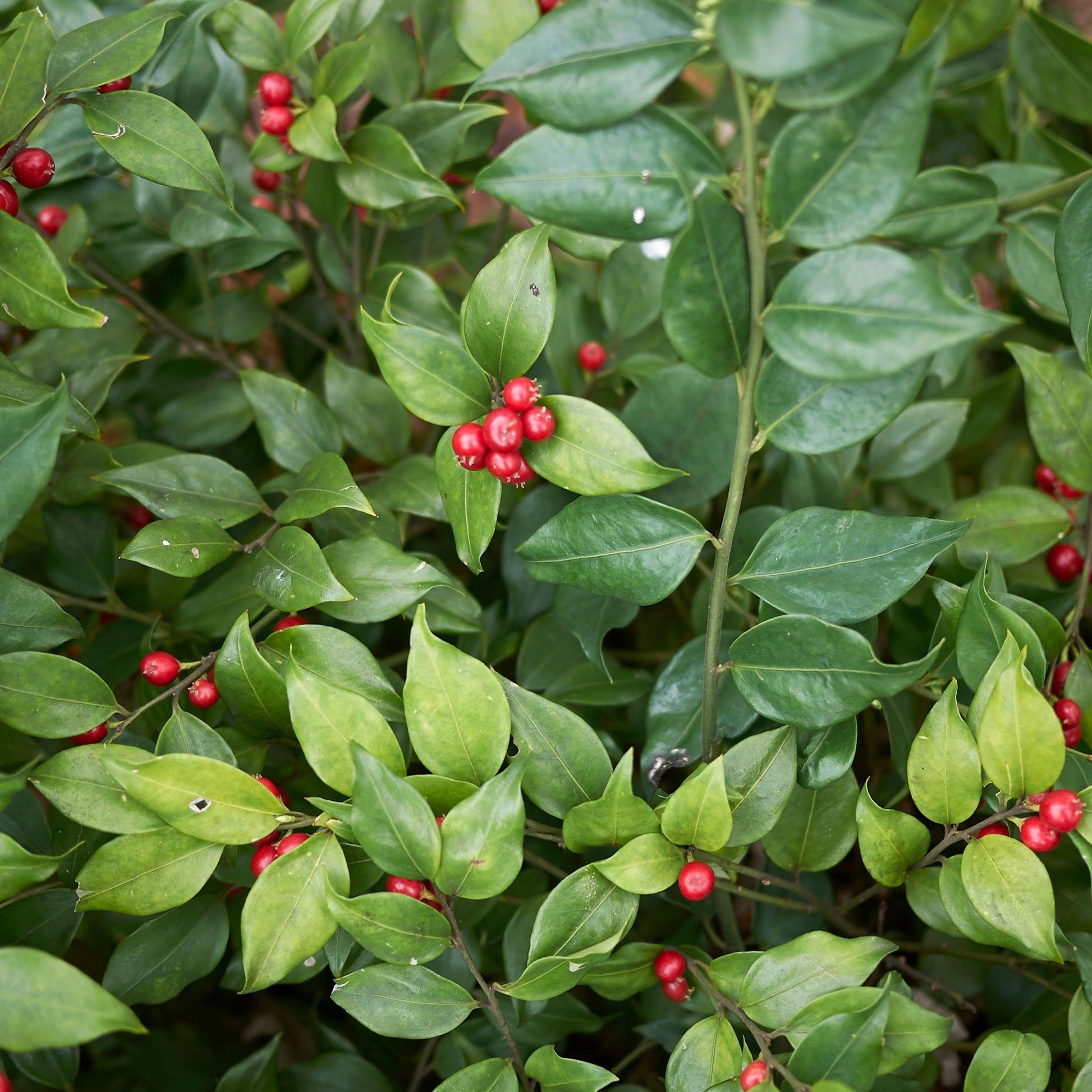 Enchanting Sweet Box Shrub – Sarcococca ruscifolia for Fragrant Gardens - plants - express.com