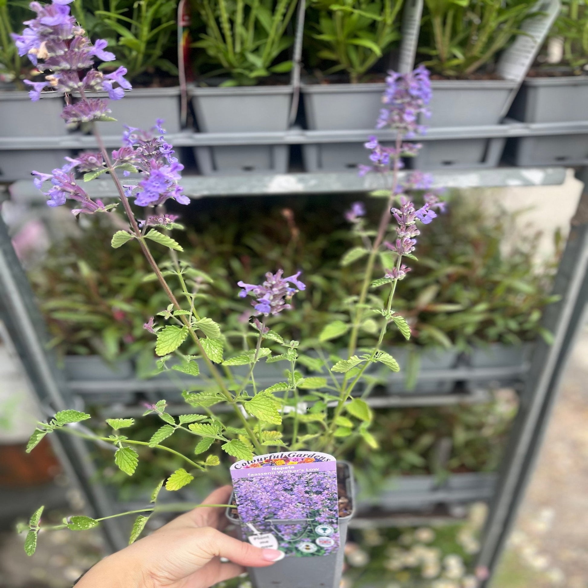 Enchanting Walker's Low Nepeta: Aromatic Perennial for Pollinator Paradise! - plants - express.com