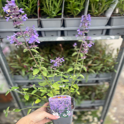 Enchanting Walker's Low Nepeta: Aromatic Perennial for Pollinator Paradise! - plants - express.com
