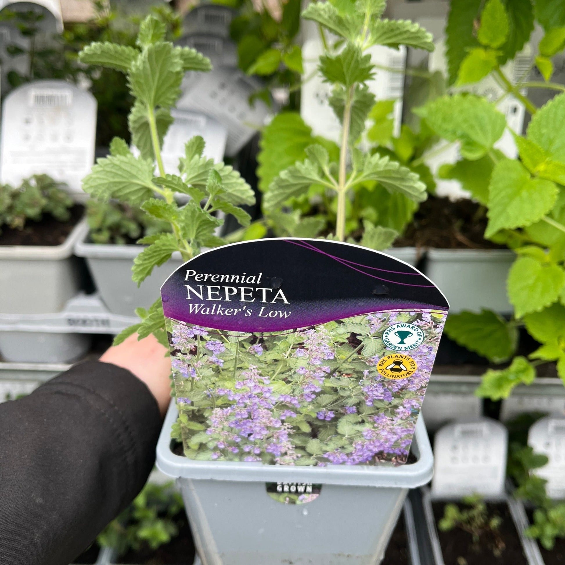 Enchanting Walker's Low Nepeta: Aromatic Perennial for Pollinator Paradise! - plants - express.com