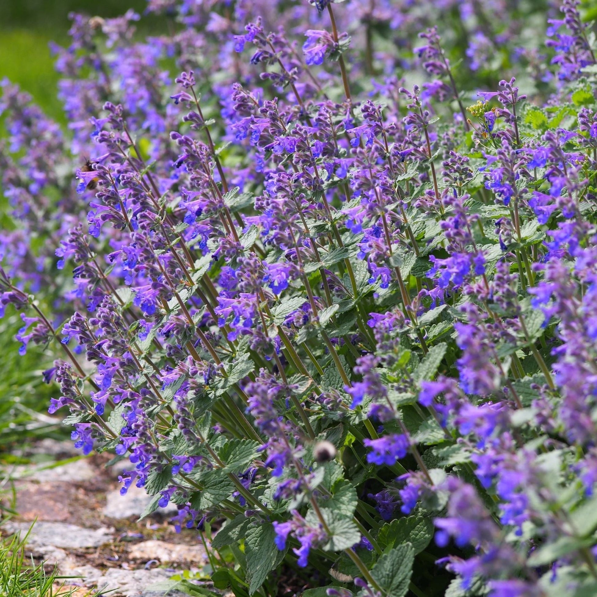 Enchanting Walker's Low Nepeta: Aromatic Perennial for Pollinator Paradise! - plants - express.com