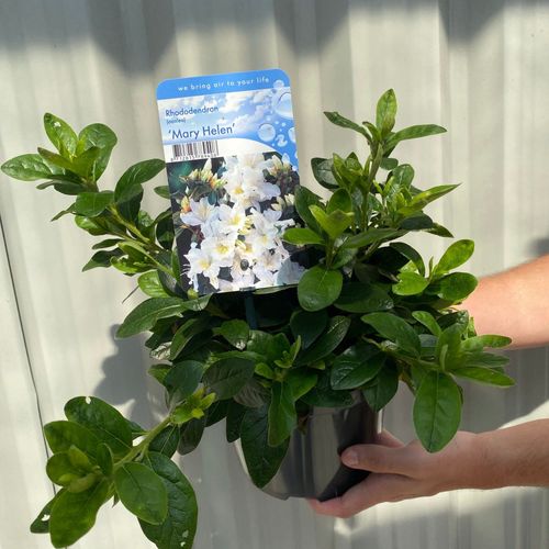 Enchanting White Azalea 'Mary Helen' - Lush Blooms & Year - Round Beauty - plants - express.com