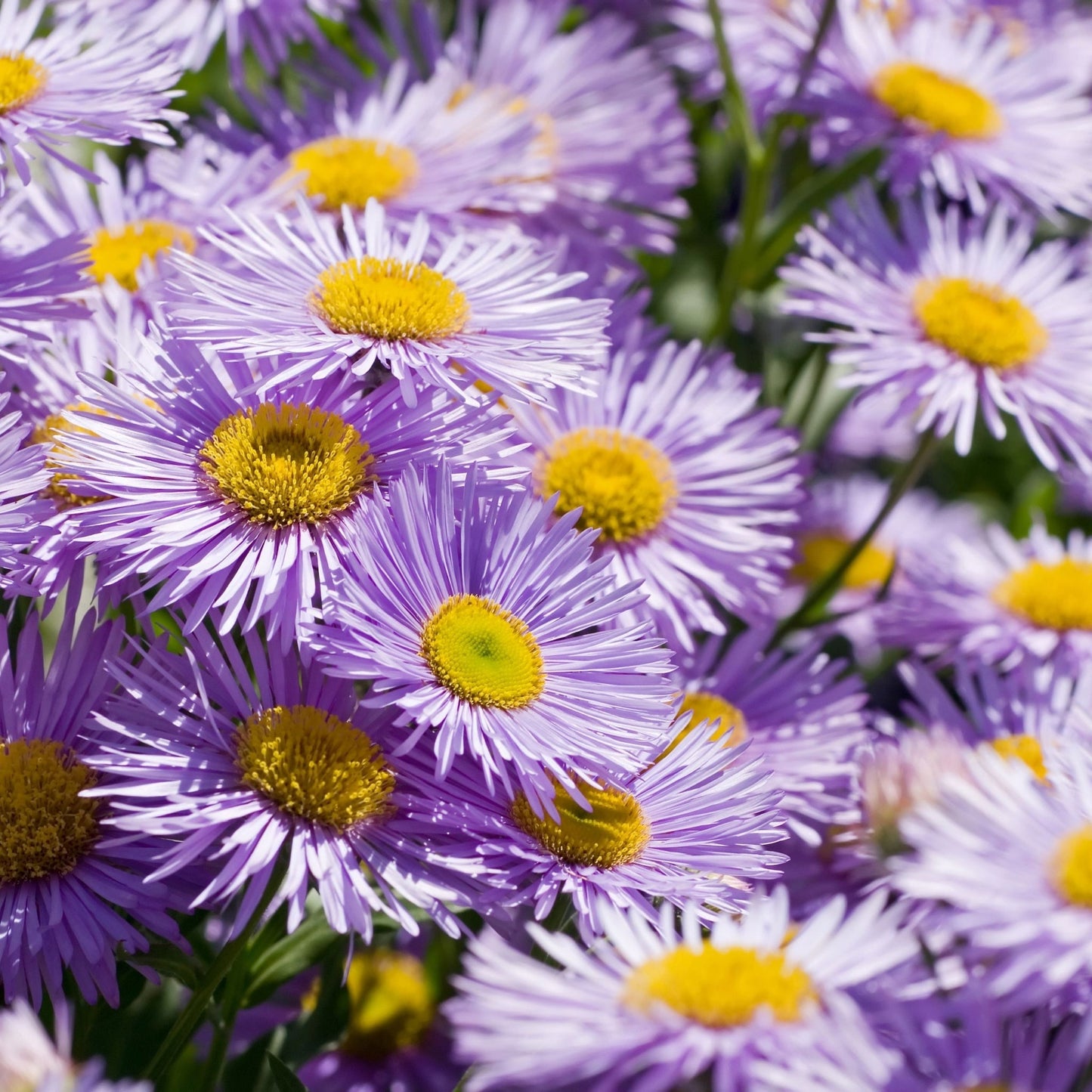 Erigeron 'Azure Beauty' 9cm - plants - express.com