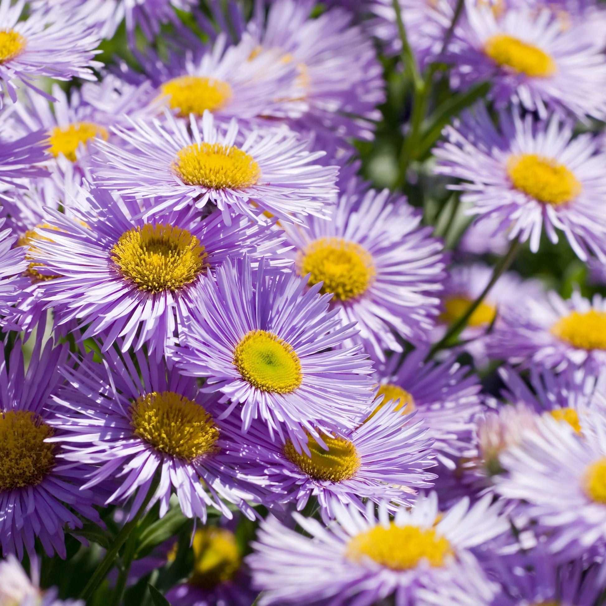 Erigeron 'Azure Beauty' 9cm - plants - express.com