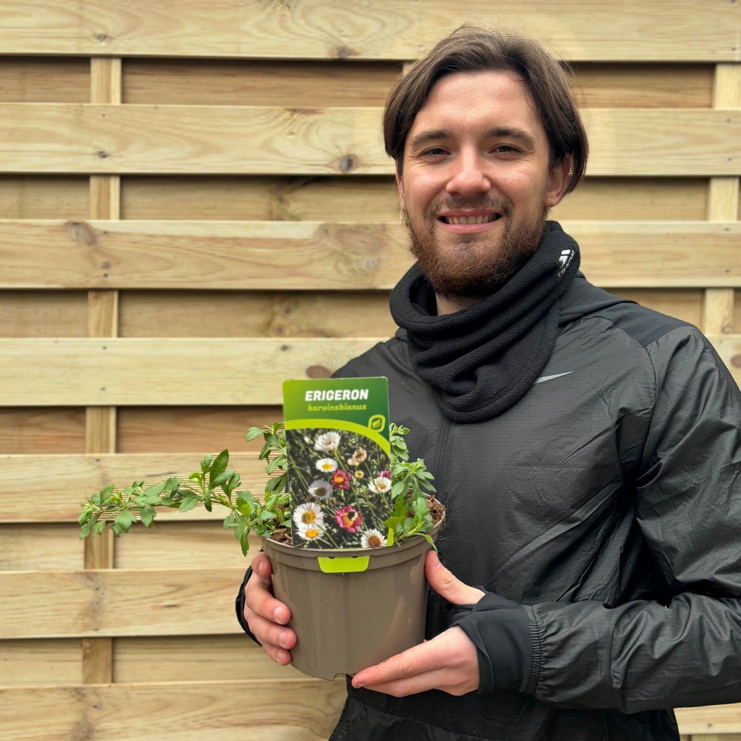 Erigeron karvinskianus profusion 9cm/2L - plants - express.com