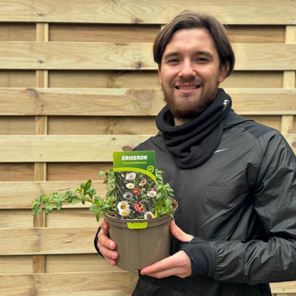 Erigeron karvinskianus profusion 9cm/2L - plants - express.com