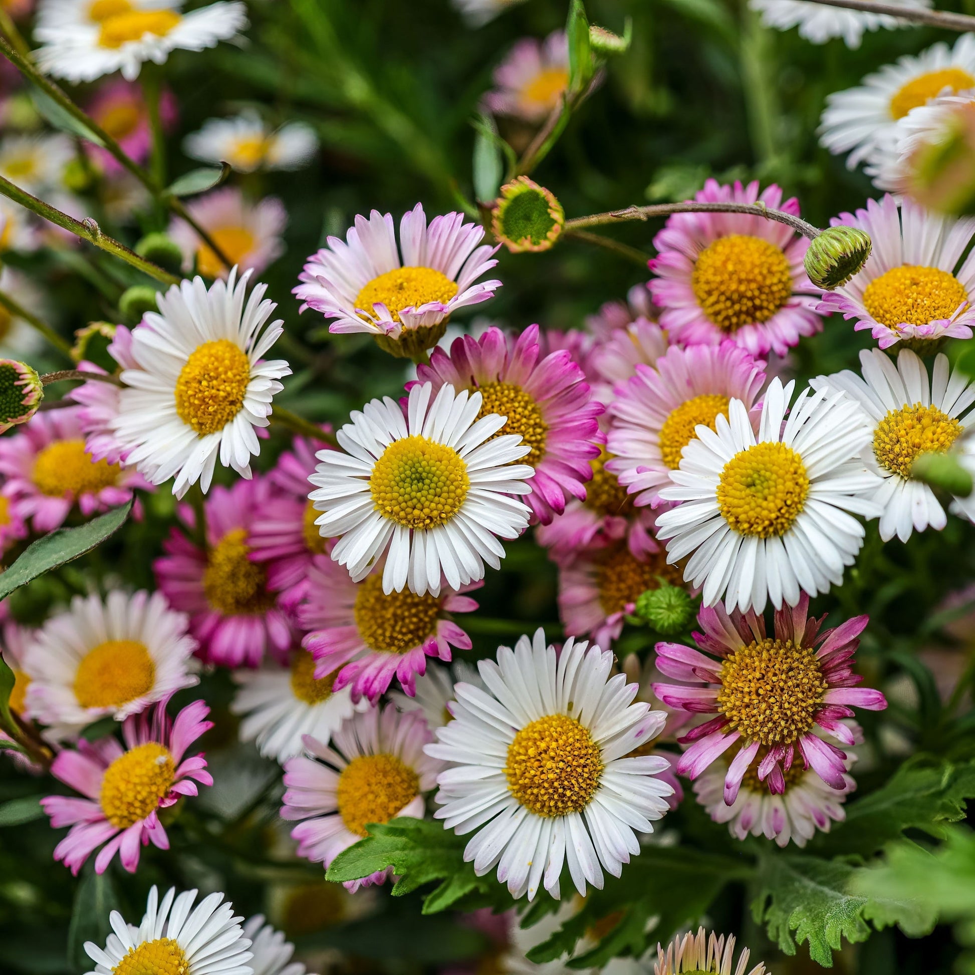 Erigeron karvinskianus profusion 9cm/2L - plants - express.com