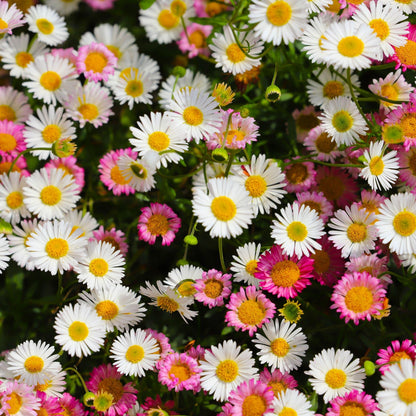 Erigeron karvinskianus profusion 9cm/2L - plants - express.com