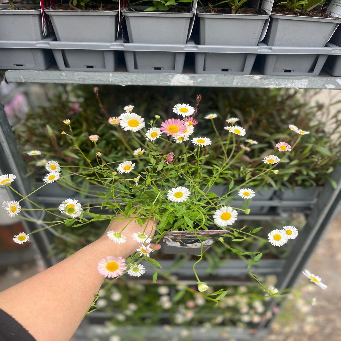 Erigeron karvinskianus profusion 9cm/2L - plants - express.com