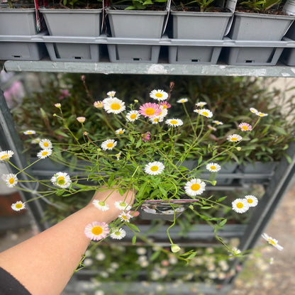 Erigeron karvinskianus profusion 9cm/2L - plants - express.com