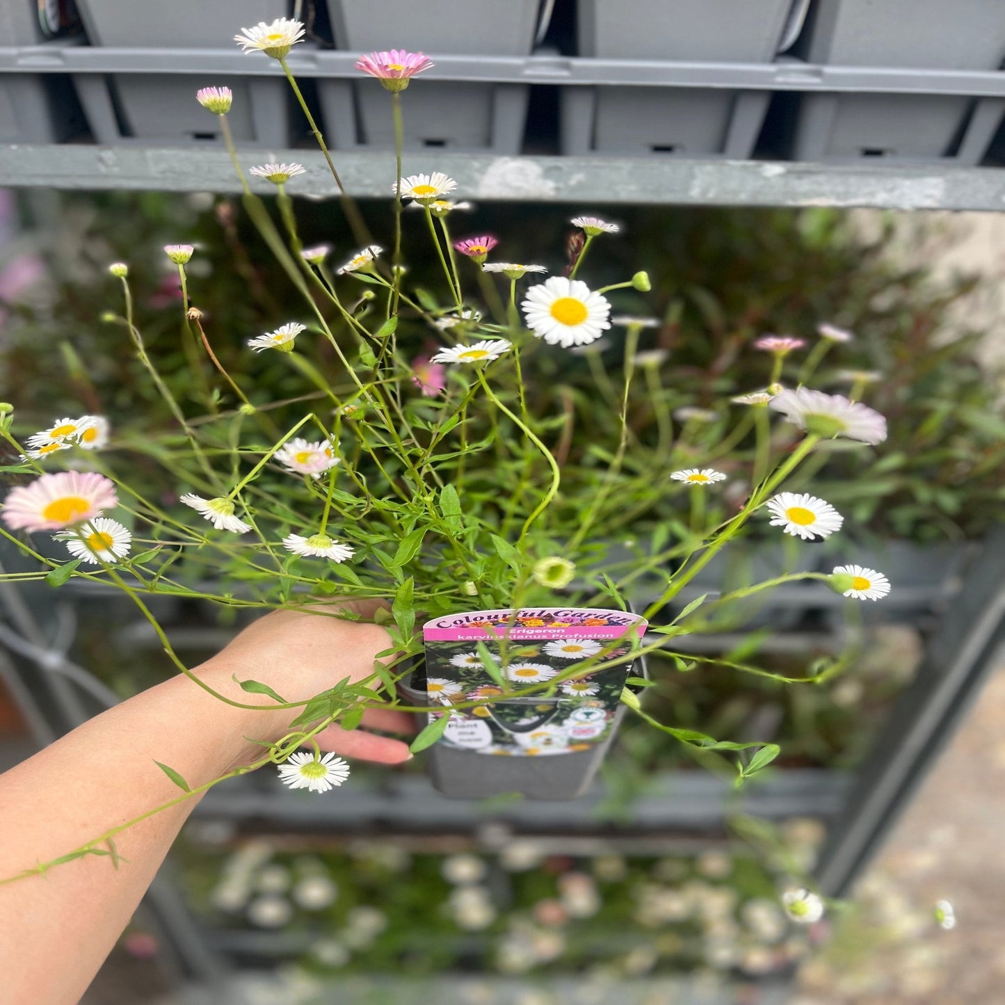 Erigeron karvinskianus profusion 9cm/2L - plants - express.com