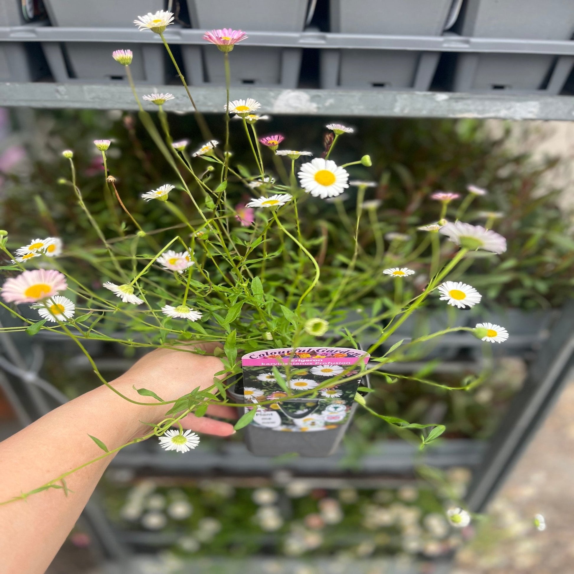 Erigeron karvinskianus profusion 9cm/2L - plants - express.com