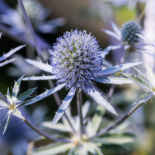 Eryngium 'Blue Hobbit' 9cm / 2L - plants - express.com