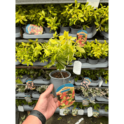 Escallonia 'Glowing Embers' - Fiery Evergreen Shrub for Vibrant Gardens - plants - express.com