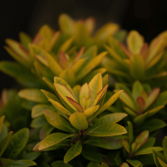 Escallonia 'Glowing Embers' - Fiery Evergreen Shrub for Vibrant Gardens - plants - express.com