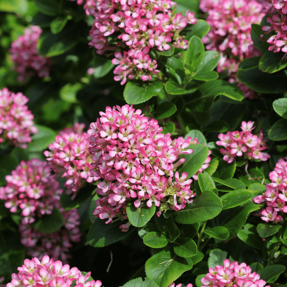 Escallonia 'Pink Elle' - Charming Compact Evergreen with Vibrant Pink Blooms - plants - express.com