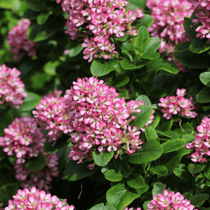 Escallonia 'Pink Elle' - Charming Compact Evergreen with Vibrant Pink Blooms - plants - express.com