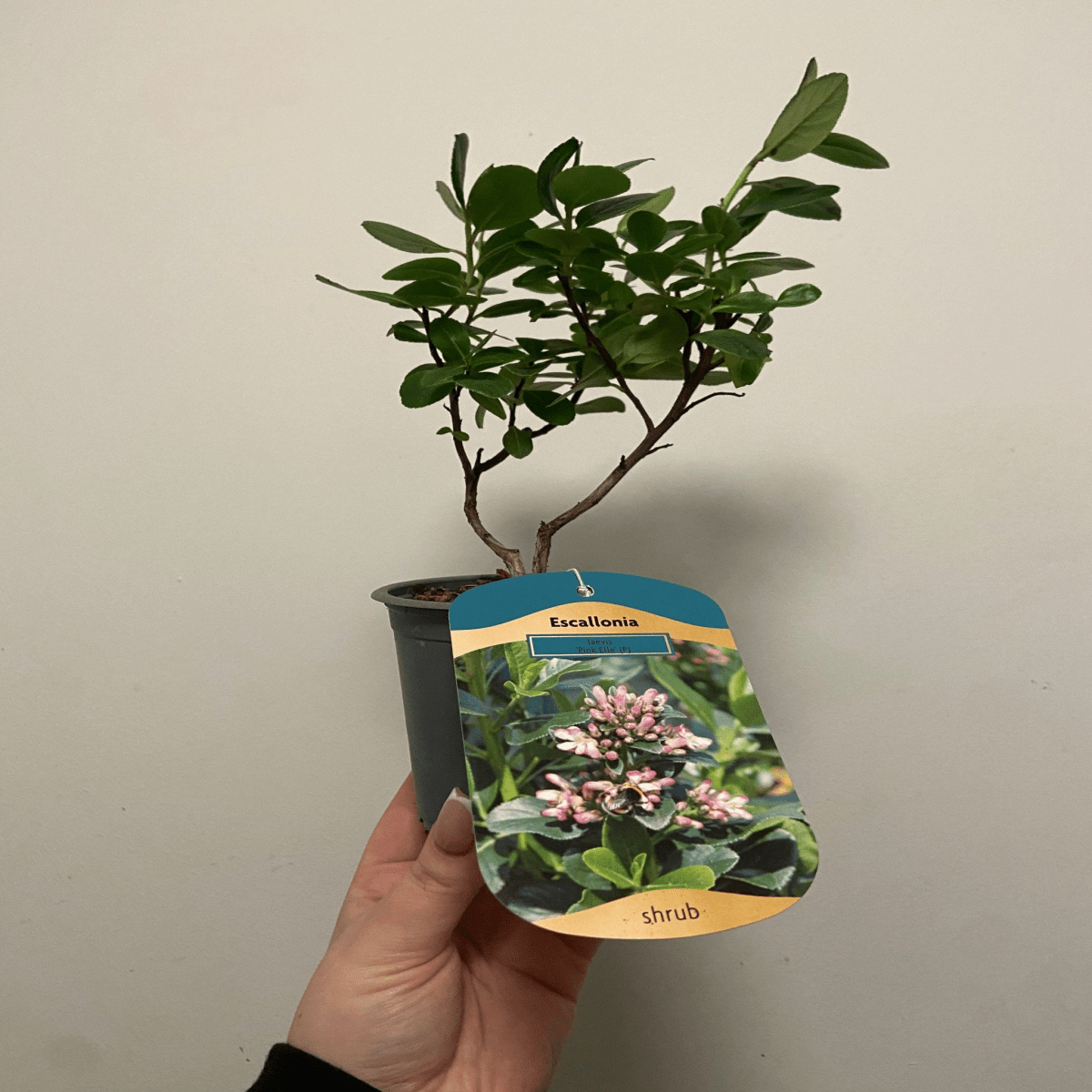 Escallonia 'Pink Elle' - Charming Compact Evergreen with Vibrant Pink Blooms - plants - express.com