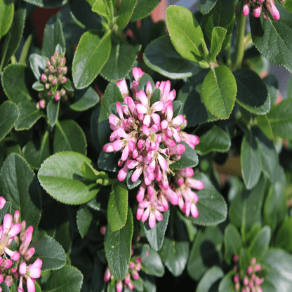 Escallonia 'Pink Elle' - Charming Compact Evergreen with Vibrant Pink Blooms - plants - express.com