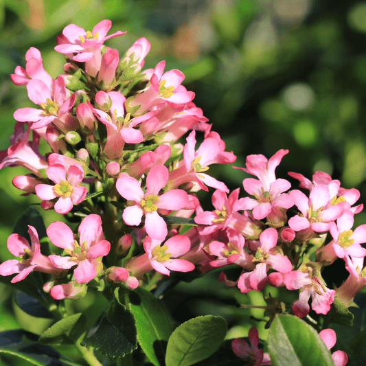 Escallonia 'Pink Elle' - Charming Compact Evergreen with Vibrant Pink Blooms - plants - express.com