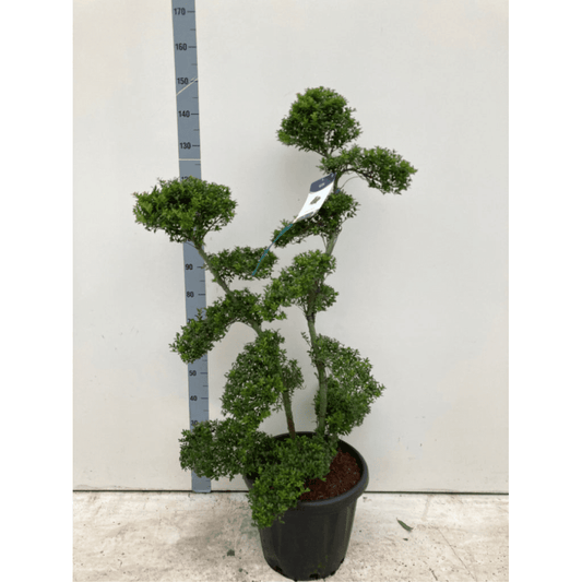 Established Ilex Crenata Bonsai Tree 30L (160cm) - plants - express.com