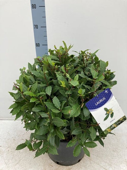 Established Laurus nobilis Bay Leaf Ball – 15L / 24L / 30L Evergreen Topiary - plants - express.com