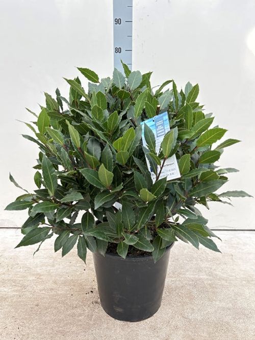 Established Laurus nobilis Bay Leaf Ball – 15L / 24L / 30L Evergreen Topiary - plants - express.com