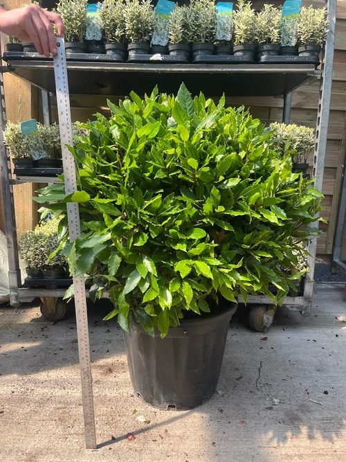 Established Laurus nobilis Bay Leaf Ball – 15L / 24L / 30L Evergreen Topiary - plants - express.com