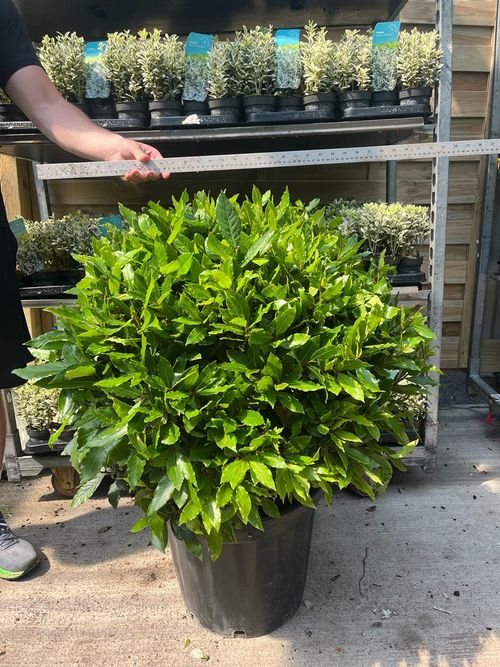 Established Laurus nobilis Bay Leaf Ball – 15L / 24L / 30L Evergreen Topiary - plants - express.com