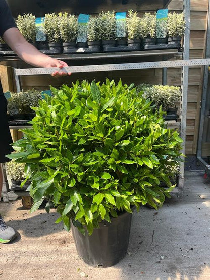 Established Laurus nobilis Bay Leaf Ball – 15L / 24L / 30L Evergreen Topiary - plants - express.com
