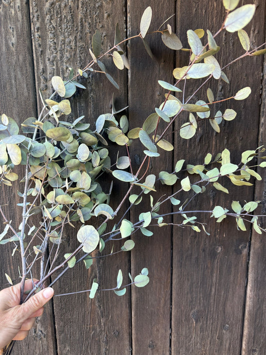 Eucalyptus Dried - plants - express.com