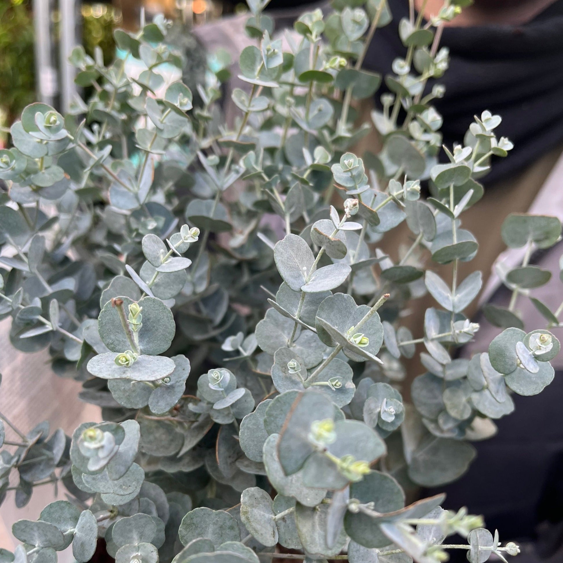 Eucalyptus gunnii Azura (3L Pot) - plants - express.com