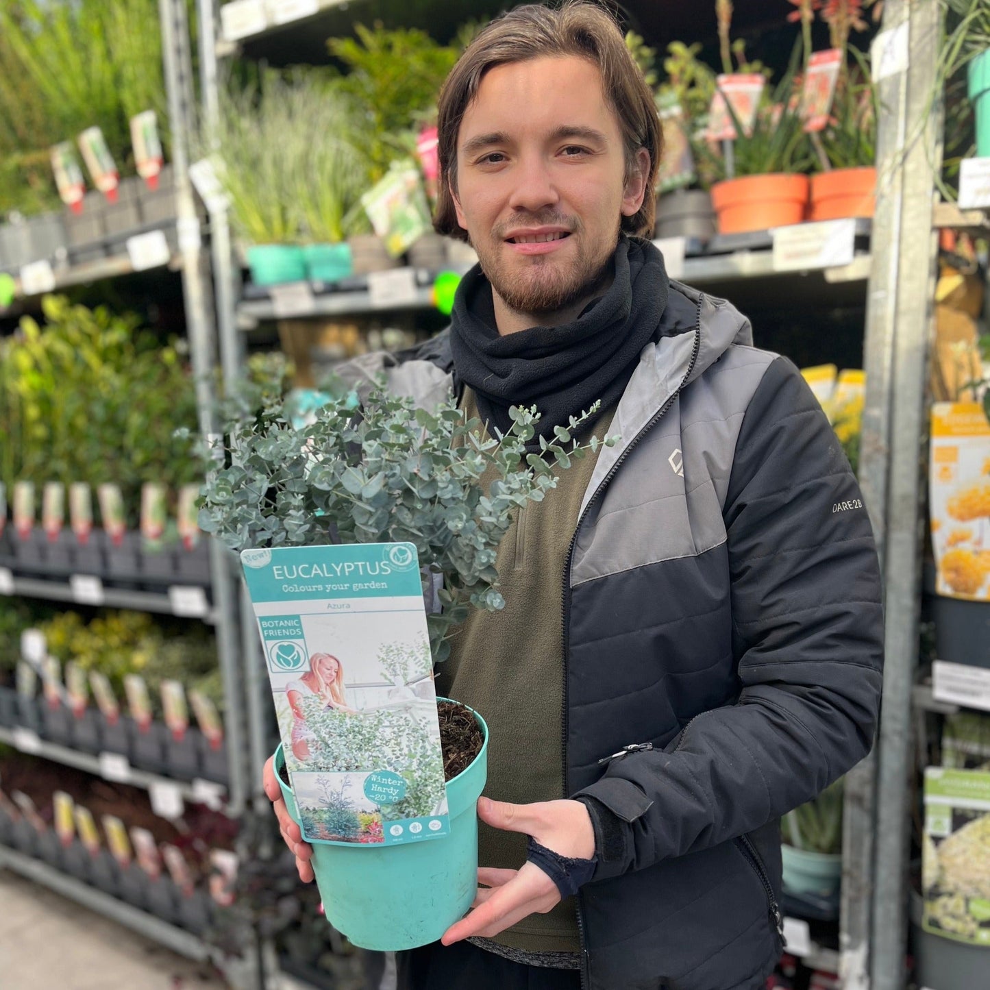 Eucalyptus gunnii Azura (3L Pot) - plants - express.com