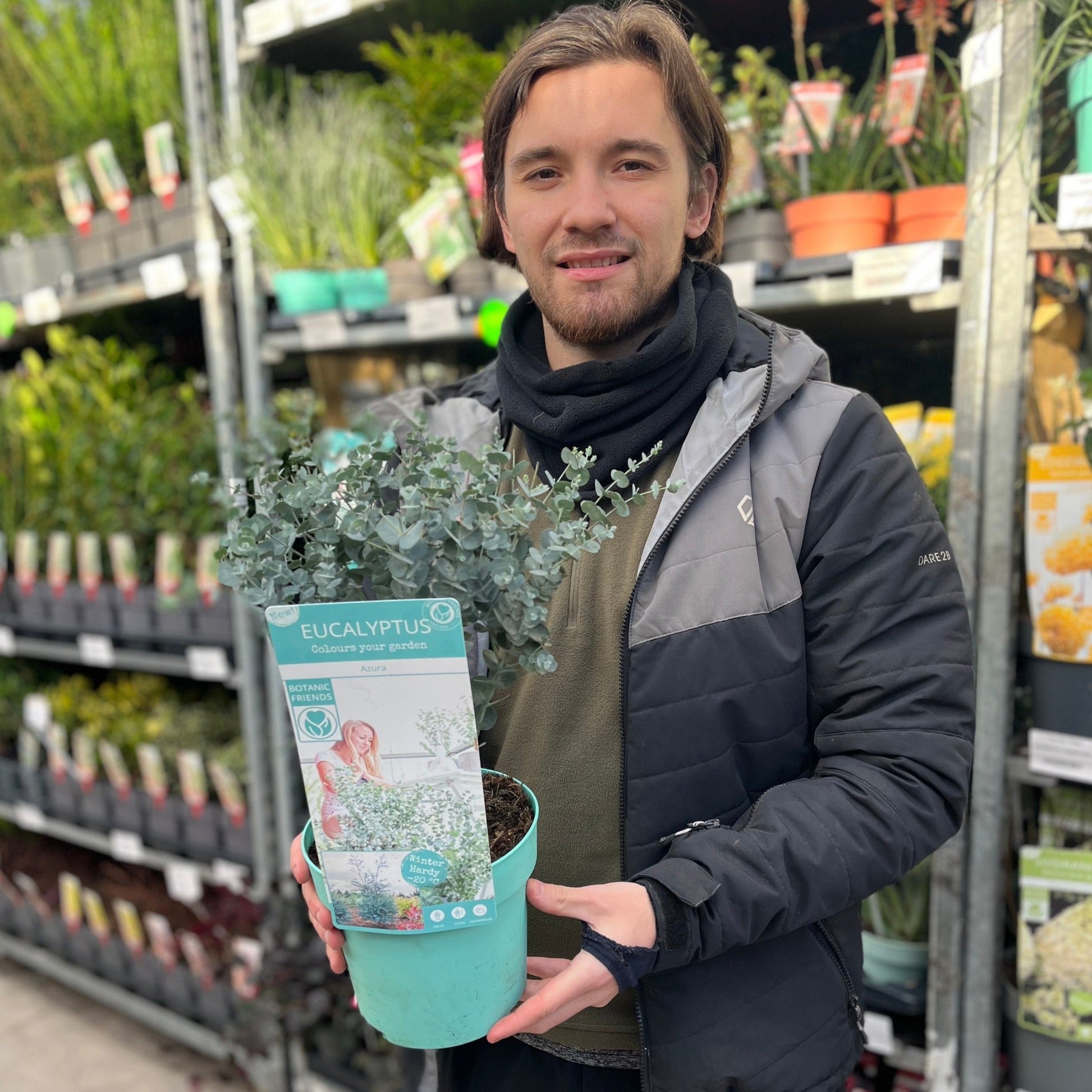 Eucalyptus gunnii Azura (3L Pot) - plants - express.com