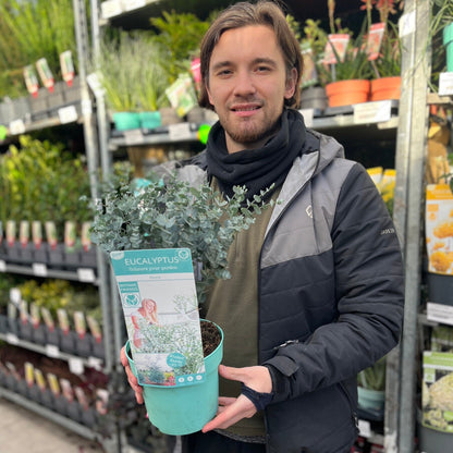 Eucalyptus gunnii Azura (3L Pot) - plants - express.com