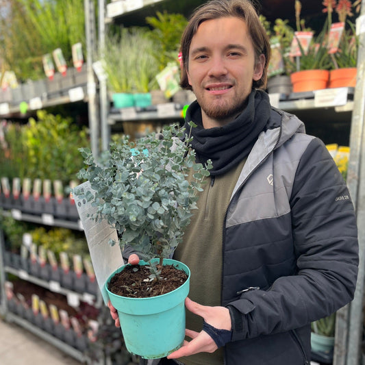 Eucalyptus gunnii Azura (3L Pot) - plants - express.com