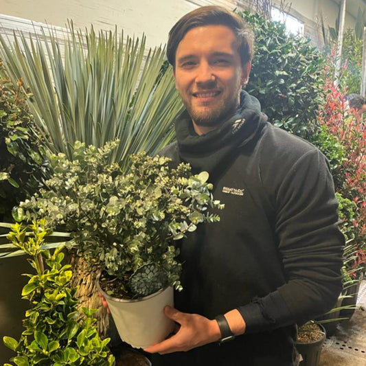 Eucalyptus pulverulenta 'Baby Blue' 2L Pot - Silver - Blue Foliage - plants - express.com