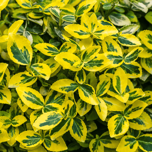 Euonymus fortunei 'Emerald n Gold' - Variegated Evergreen Shrub 1L/5L - plants - express.com