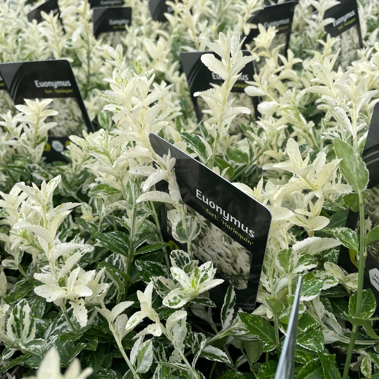 Euonymus fortunei 'Harlequin' 9cm / 13cm - plants - express.com