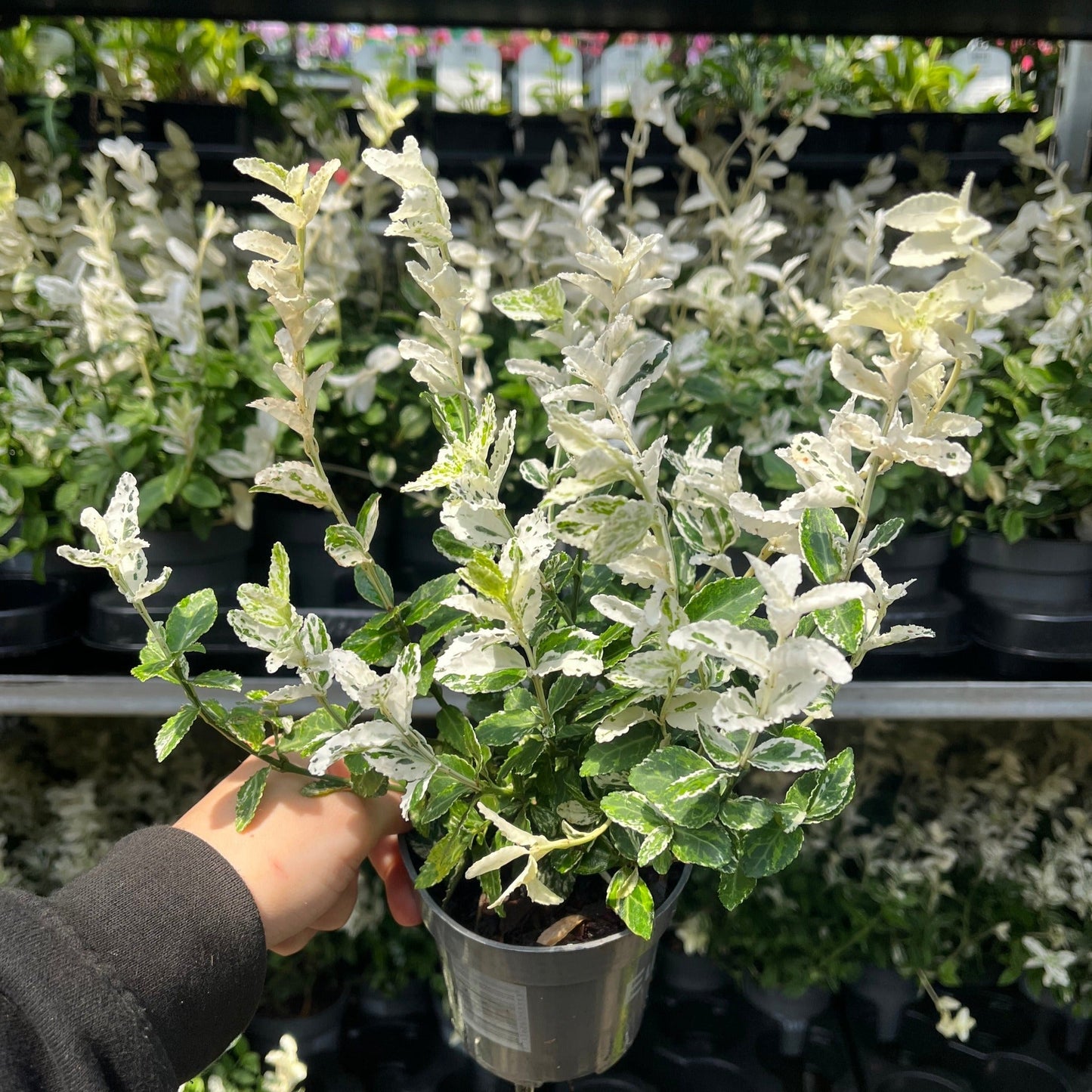 Euonymus fortunei 'Harlequin' 9cm / 13cm - plants - express.com