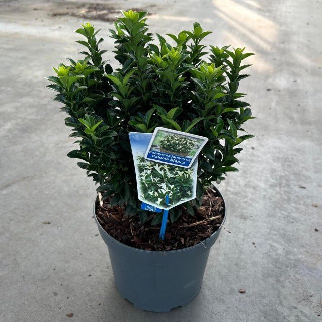 Euonymus fortunei 'Paloma Blanca' 9cm/1.5L/2L. - plants - express.com